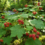 Thimbleberry Raspberry Plant, Sweet Raspberry Bush Live Plant, 6-12'' Heights, Raspberries Fruit Well Rooted for Outdoor Planting