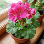 Geranium Live Plant 4'' Pot, Flowering Geranium Well Rooted 3-6'' Tall, Outdoor Patio, Balcony or Container Garden Plants, 2 Plants per Pot (Pink)