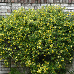 Jasmine Plant Live, Yellow Jasmine Live Plant Between 5 and 7 Inc Tall Outdoor Planting Indoor
