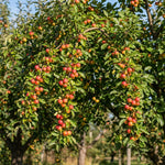 Red Crabapple Plant Live, Apple Tree 6-10'' Tall, Crabapple Bush Live, Crabapples Tree for Outdoor Landscape