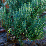 Pack 02 of Rosemary Plants Live, Live Rosemary Plants Indoor Outdoor, 3 to 6 Inches Long, Rosemary Starter Plant Indoor, Rosemary Live Plant
