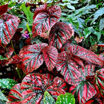 Rare Red Begonia Plants Live, Rare Begonias Indoor Growing, Hanging Basket, Starter 5 to 9 Inc Tall