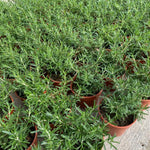 2 Rosemary Plants Live, 5 to 7 Inc Starter Plants, Rosemary Herb Live Plant Pot 4 Inc Indoor Outdoor Gardening
