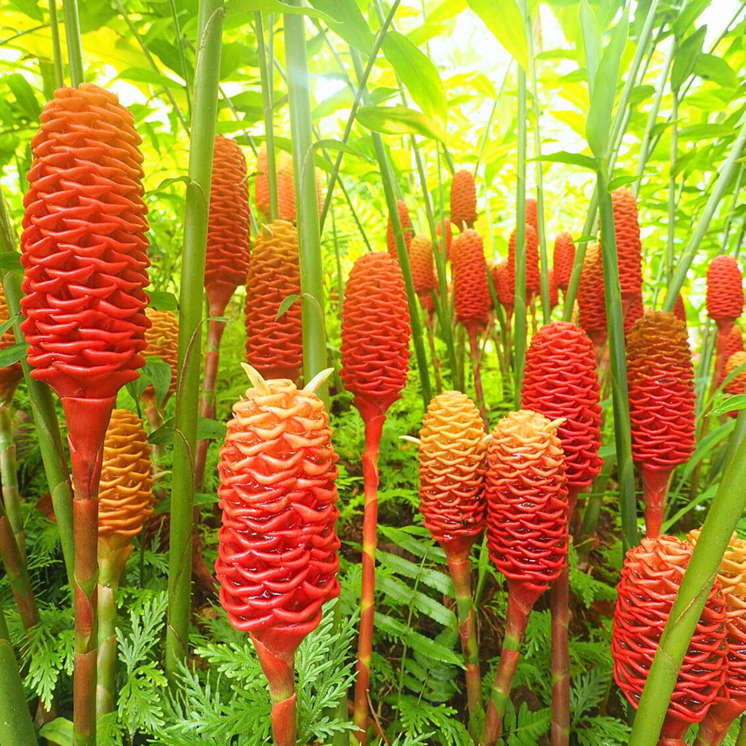 5 Shampoo Ginger Roots for Planting, Awapuhi Zingiber Zerumbet Fresh Ginger Rhizomes Perennial Garden Simple to Grow, Red Pinecone Ginger Lily Flowers