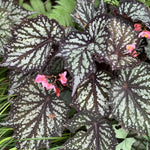 Begonia Plants Live, Rare Begonias Indoor Growing, Hanging Basket, Starter 5 to 9 Inc Tall (Bronze Leaf Rose)