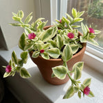 Variegated Ice Plant in 2'' Pot, Hardy Perennial Succulent Live Plant, Ground Cover Outdoor Garden 4-6 Inches