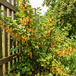 Live Golden Currant Plant, Currant Bush Live Plant, 1 Year Old, 6-12 Inc, Currant Berry Fruit Tree for Containers, Patio