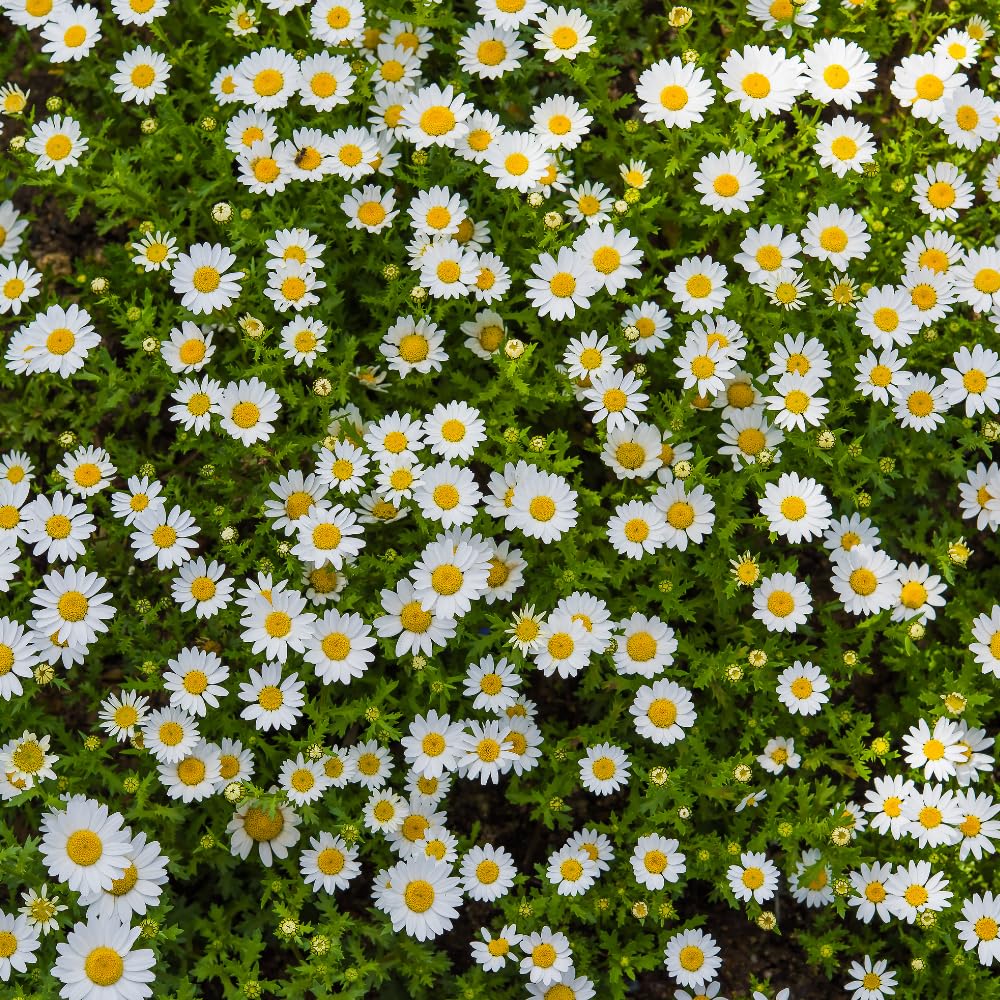 Set 2 of Daisy Plants Live, Yellow White Daisy Live Plant from 4 Inc Tall, Flower Garden Planting