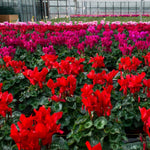 Red Cyclamen Plant Live, Flowering Houseplant, 4" Pot