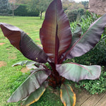 Banana Trees Live Plants from 4 to 6 Inc Long, Red Banana Plants Live for Planting Gardening Outdoor and Indoor, 1 Plant