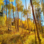 Quaking Aspen Tree Live Plant, Aspen Plant Seedling, 18 to 24 Inc Tall Tropical Plants for Gardening Outdoor