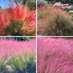 Pack 2 Grass Plants Live for Growing, Ornamental Grasses Live Plants Perennial 5-9 Inch Tall (Assorted Muhly Grass Plants)