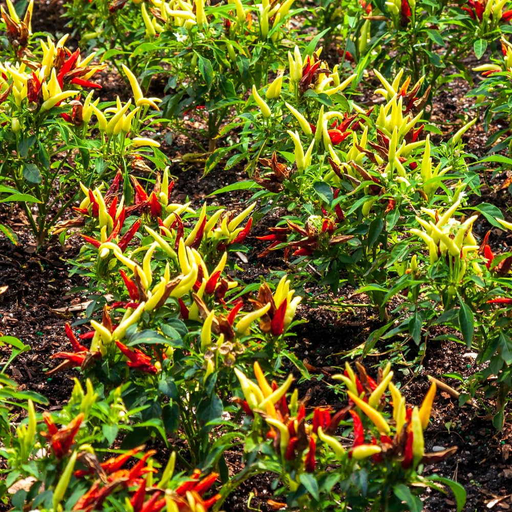 Hot Pepper Plants, 2 Pcs in Pot, Red Pepper Seedling, Pepper Plants Live for Planting, Ready for Edible Gardening, Zones 9 to 11