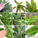 Philodendron Plant Live, Rare Variegated Philodendron Houseplant for Planting, Home Office Decor 4 to 8 Inches (Orange Green)