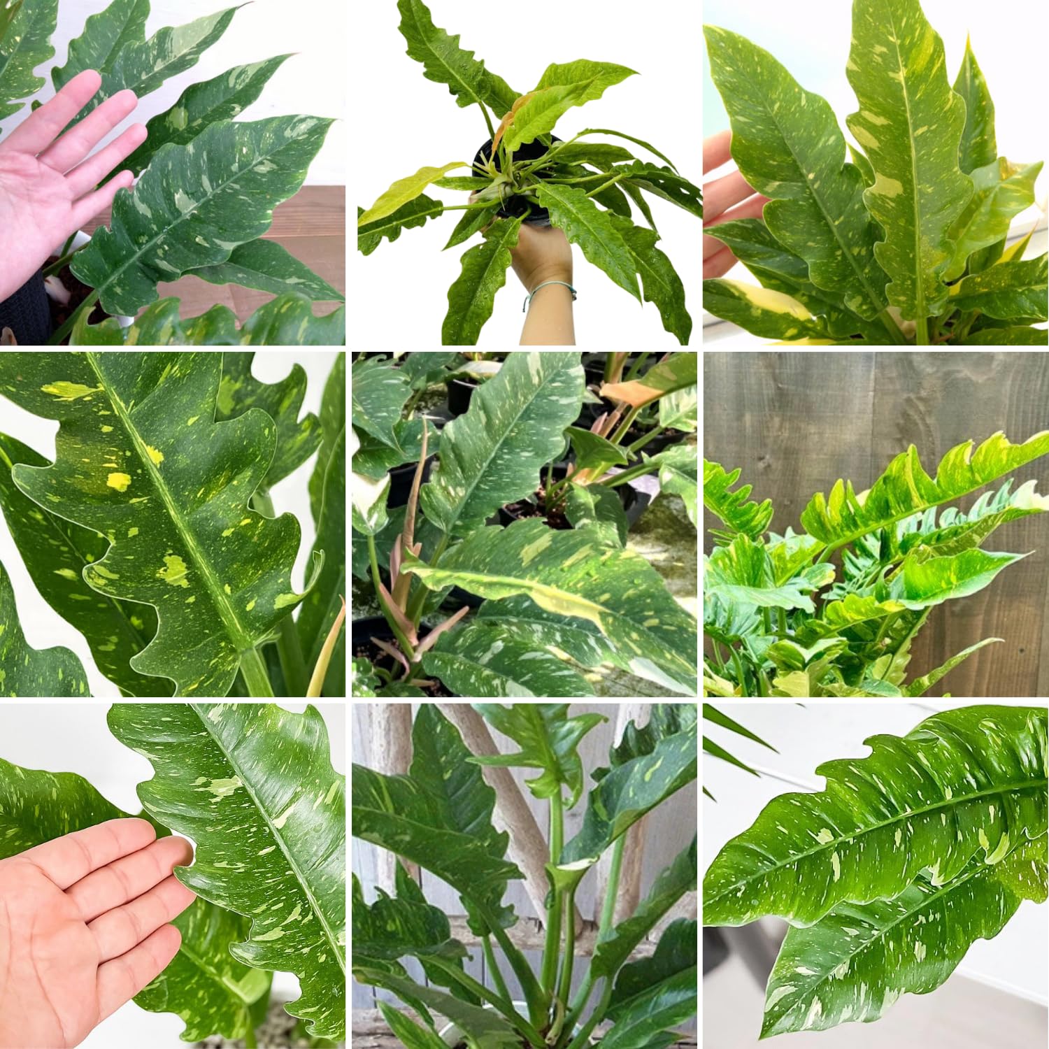 Philodendron Plant Live, Rare Variegated Philodendron Houseplant for Planting, Home Office Decor 4 to 8 Inches (Orange Green)