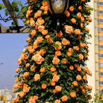 Climbing Rose Live Plant, 6 Months Old Starter, Fragrant Purple Climbing Roses for Planting Outdoor, No Pot (Orange)