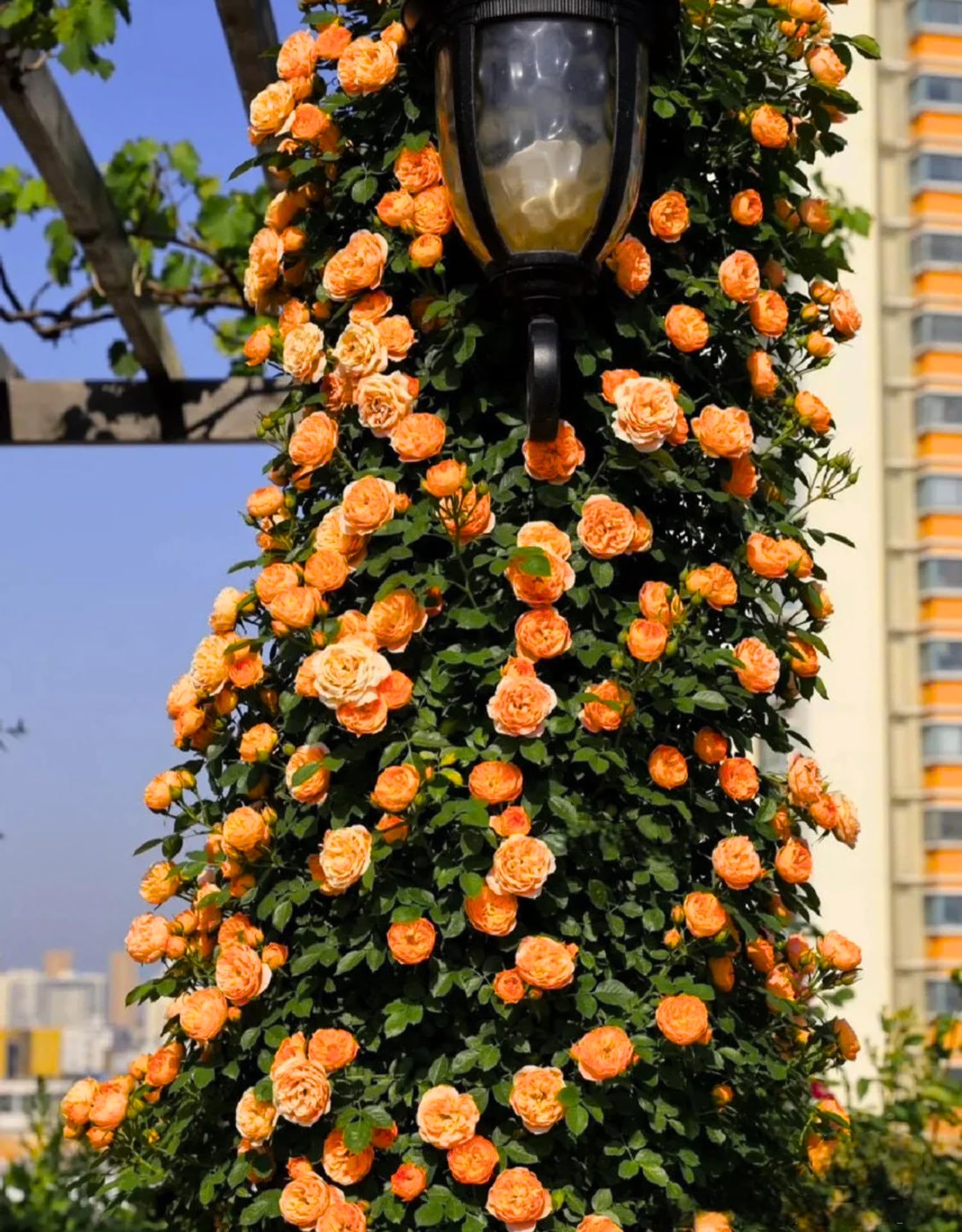 Climbing Rose Live Plant, 6 Months Old Starter, Fragrant Purple Climbing Roses for Planting Outdoor, No Pot (Orange)