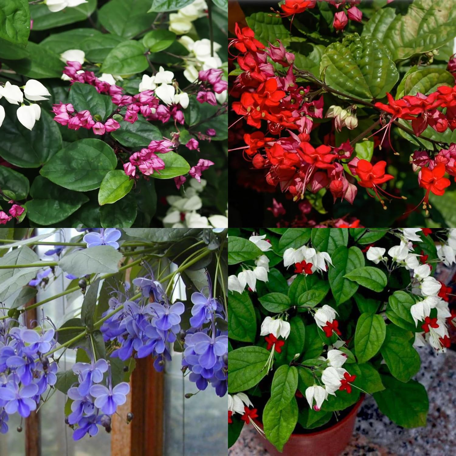 Clerodendrum Plants Live Well-Rooted for Outdoor Planting, Random Plant Clerodendrum Wallichii Schmidtii Smithianum Light Bulbs Tropical Live Plant, Chains of Glory Tree, 5"-9" in Tall