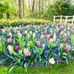Pack of 30 Mix Flowers Bulbs for Spring Planting, Ranunculus Bulbs for Planting, Spring Blooms Vibrant Perennial Bulbs for Garden Borders (Mix Bulbs)