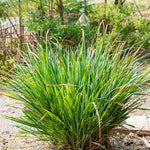 Set 2-3 Lemon Grass Live Plants Outdoor, Lemon Grass Live Plant for Outside, Zones 9 to 11