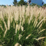 Pack 2 Fountain Grass Plants Live, Ornamental Grasses Live Plants Perennial Potted Plants Ready to Grow, 5-9 Inch Height (White Fountain Grass)