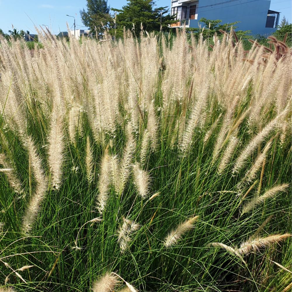Pack 2 Fountain Grass Plants Live, Ornamental Grasses Live Plants Perennial Potted Plants Ready to Grow, 5-9 Inch Height (White Fountain Grass)