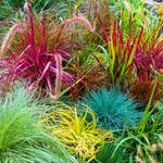 4 Assorted Grasses Ornamental Live Plants Seedlings Well-Rooted, Size 5 to 9" Perennial Hardy Ornamental Grass Plants, Mixed Colors (Mixed 4 Random Grasses - 2)