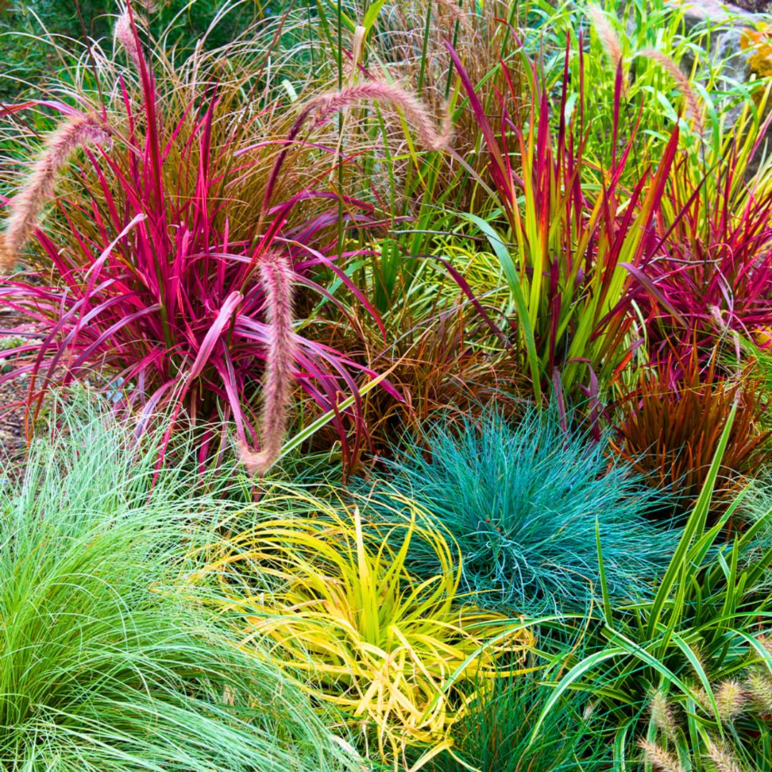 4 Assorted Grasses Ornamental Live Plants Seedlings Well-Rooted, Size 5 to 9" Perennial Hardy Ornamental Grass Plants, Mixed Colors (Mixed 4 Random Grasses - 2)