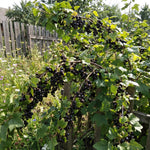 Black Currant Plant Live, Sweet Currant Berry Fruit Starter Plant, 6-12 Inches Tall, Edible Fruit Shrub for Outdoor Garden