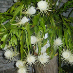 Night Blooming Epiphyllum Oxypetalum Plant Flower Plant Potted, Live Succulents Plant for Garden