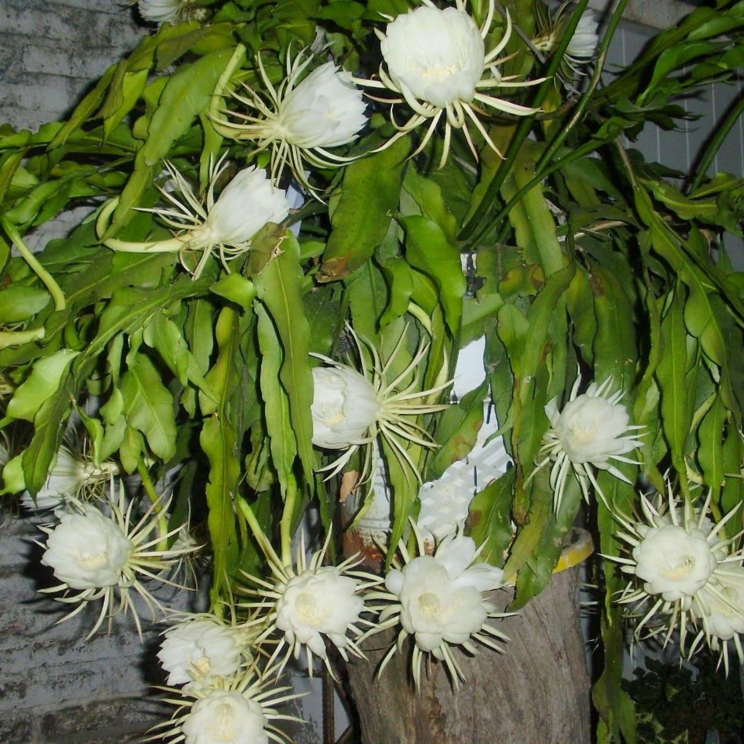 Night Blooming Epiphyllum Oxypetalum Plant Flower Plant Potted, Live Succulents Plant for Garden