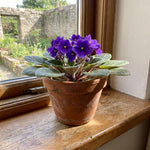 African Violet Plant Live in 4 Inch Pot, Indoor Flowering Houseplant, Compact Blooming Plant for Home or Office (Purple Blooms)