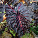Colocasia Live Plant, 4-8'' Tall, Elephant Ear Plant, Esculenta Taro Alocasia Housplant, Indoor Outdoor Planting (Pink and Black)
