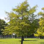 Willow Oak Plant Live, Oak Tree Live for Planting 12-18 Inch Tall, Oak Tree for Yard Growing