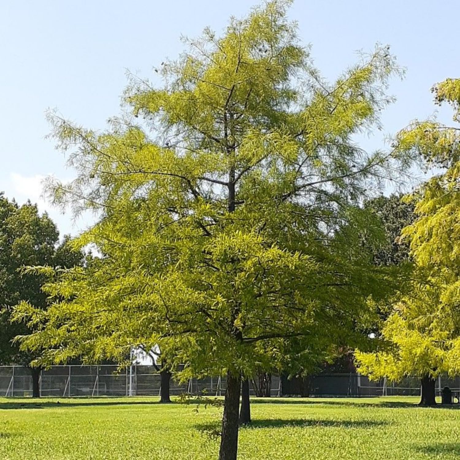 Willow Oak Plant Live, Oak Tree Live for Planting 12-18 Inch Tall, Oak Tree for Yard Growing