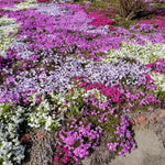 Set 2 Creeping Phlox Live Plants, Perennial Phlox Flower Ground Cover Plant, Hardy Creeping Phlox 5-8 Inches (Mix)