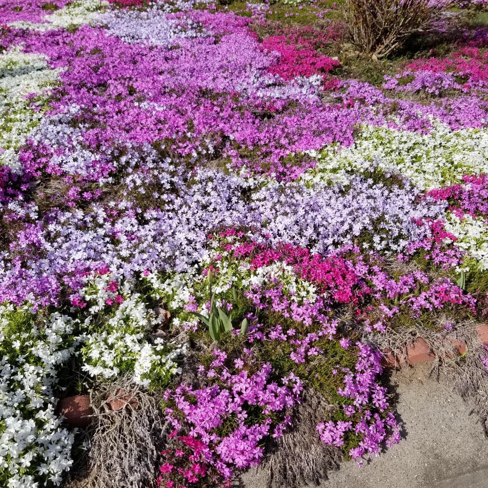 Set 2 Creeping Phlox Live Plants, Perennial Phlox Flower Ground Cover Plant, Hardy Creeping Phlox 5-8 Inches (Mix)