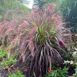 Pack 2 Fountain Grass Plants Live, Ornamental Grasses Live Plants Perennial Potted Plants Ready to Grow, 5-9 Inch Height (Red Purple Fountain Grass)