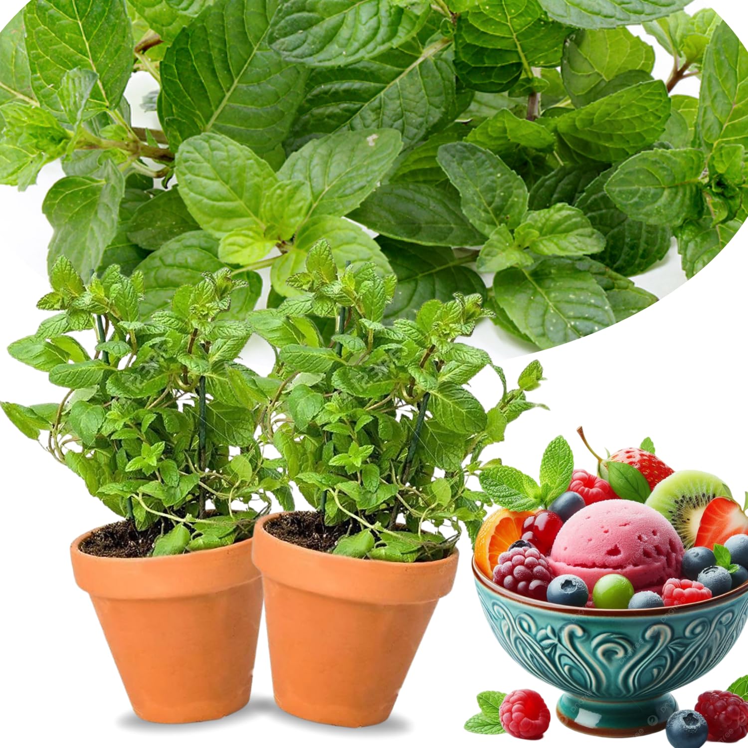 2 Random Plants Live Clumps Potted, Size 5-9" in Tall, Fresh Mints Herb for Indoor Outdoor Growing, Culinary Gardening, Cold Hardy and Fast-Growing