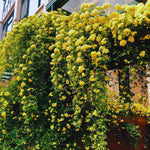 6 Yellow Rose Bush Cuttings Plant Live, Rose Climbing Vine Live Plant, 5 to 8'' Tall Cuttings