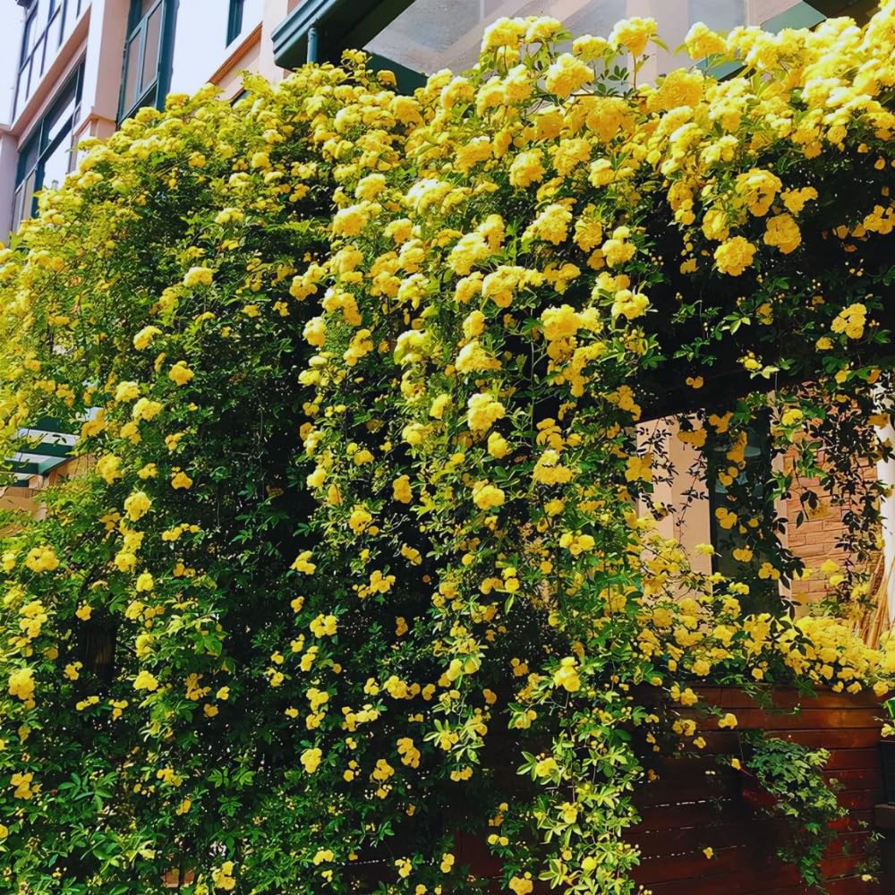 6 Yellow Rose Bush Cuttings Plant Live, Rose Climbing Vine Live Plant, 5 to 8'' Tall Cuttings