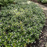 2 Asiatic Jasmine Live Plants, Fragrant Flowering Shrubs, 4-6" Tall