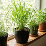 4 Lemongrass Plants Live for Planting, Lemon Grass Live Stalks, Perennial Herb Plants Teady to Grow 10 Inches