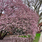 Magnolia Tree Live Plant 4-8 Inches, Pink Blooms Magnolia Bush, Fragrant Magnolia for Growing (Saucer Magnolia)