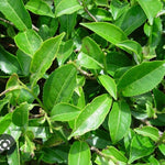 Camellia Sinensis Plant Live, Camellia Plant, Green Tea Tree Plants, Vibrant Flower Shrub, Well-Rooted for Garden Planting (6 Inches)