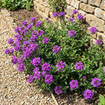 Verbena Plants Live, Verbena Plant from 4-8 Inches Tall, Long Blooming Outdoor Flower Plant for Garden Beds, Hanging Baskets and Containers (Purple)