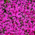 Pack 3 Creeping Phlox Plants Live, 5-9 Inches, Perennial Creeping Phlox Ground Cover Outdoor Garden (Red)