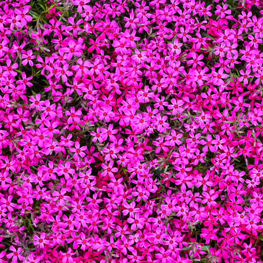 Pack 3 Creeping Phlox Plants Live, 5-9 Inches, Perennial Creeping Phlox Ground Cover Outdoor Garden (Red)