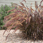 2 Grass Ornamental Grasses Seedlings, Live Grass Perennial Hardy Ornamental Plants, Outdoor Planting, 5-9" Tall (Purple Fountain)