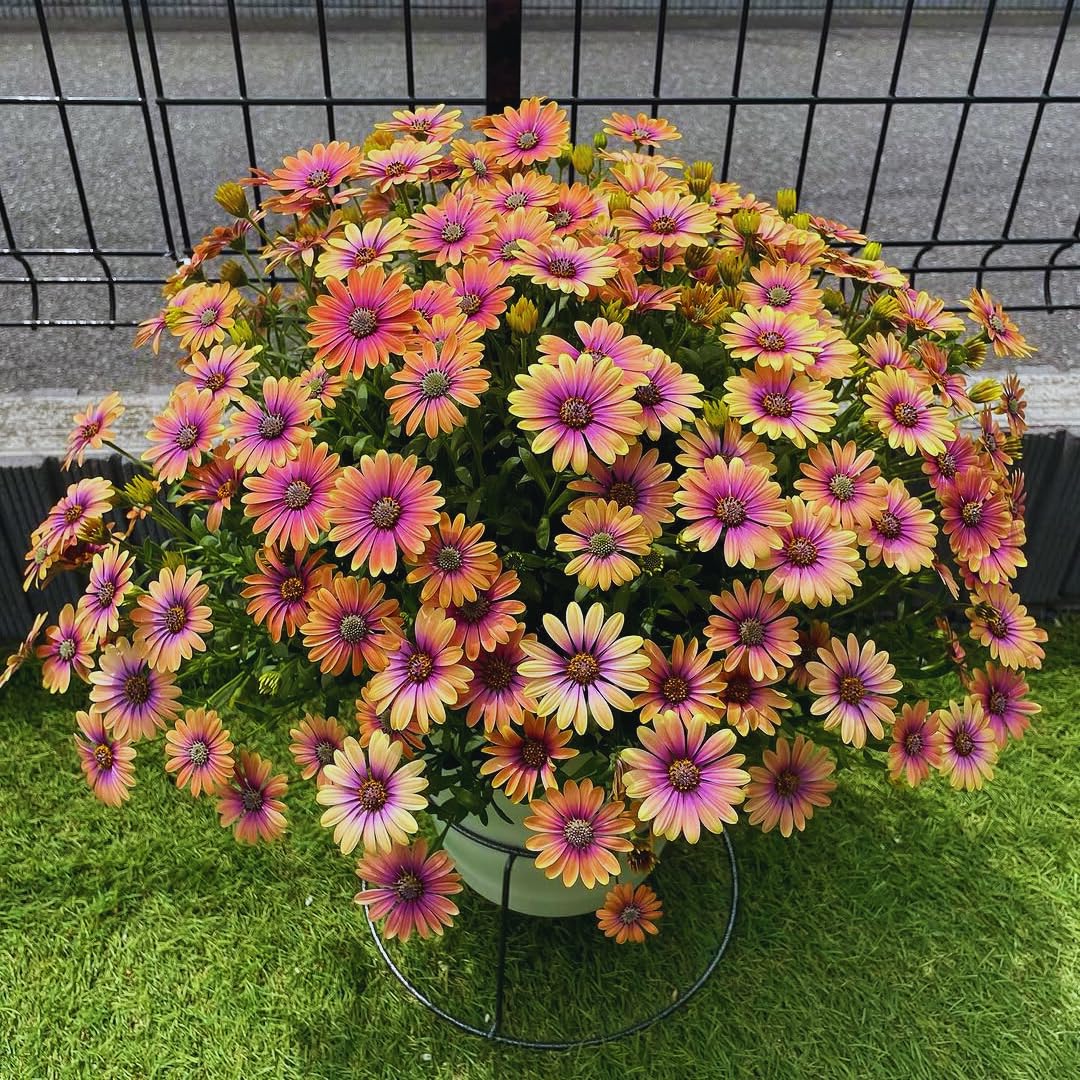 2 Osteospermum Plants Live, Orange African Daisy Flower Plants 4 Inc Potted, Annual Flowering Plant Live, 2 Plants per Pot Garden